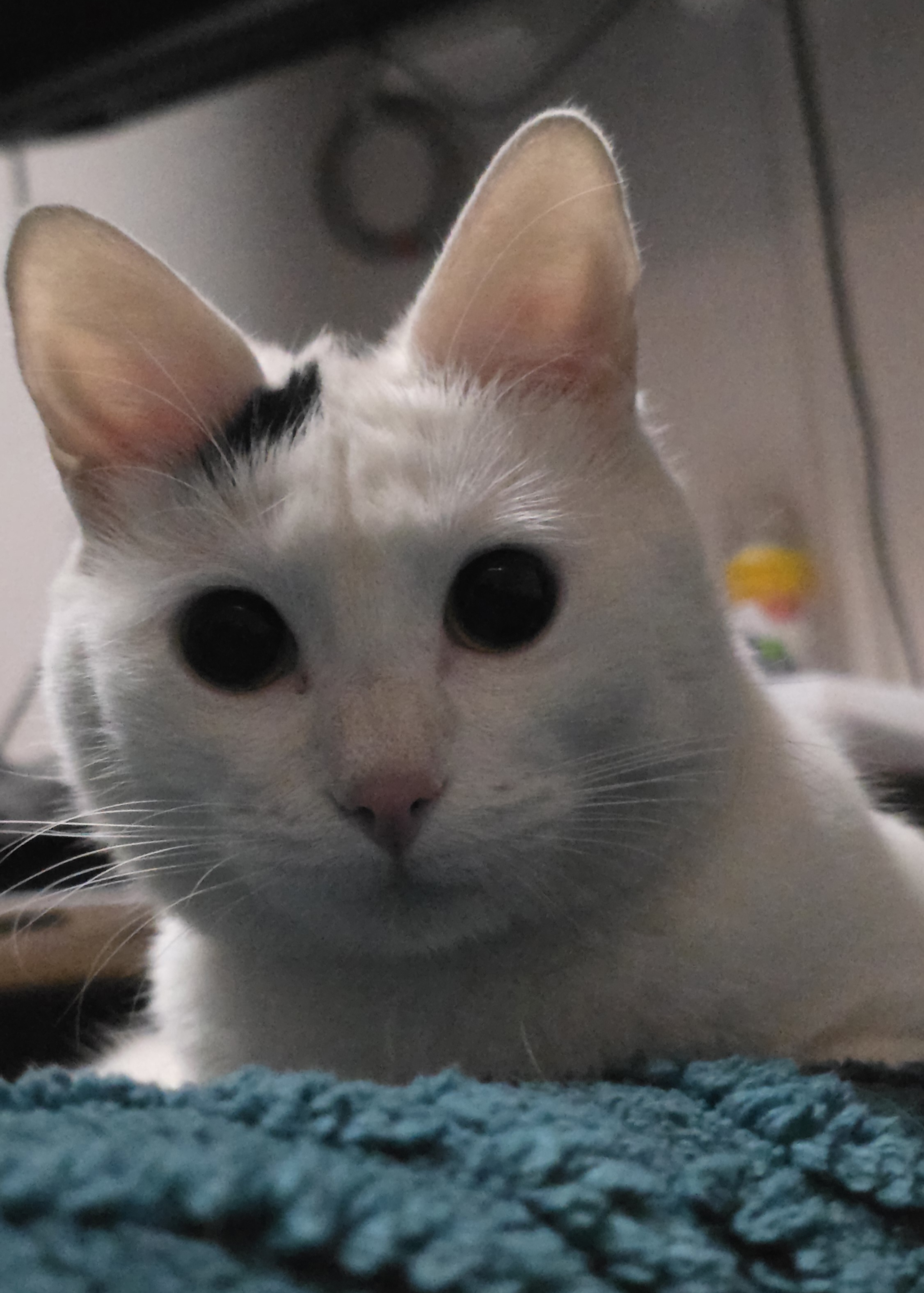 Gerente Felino 1