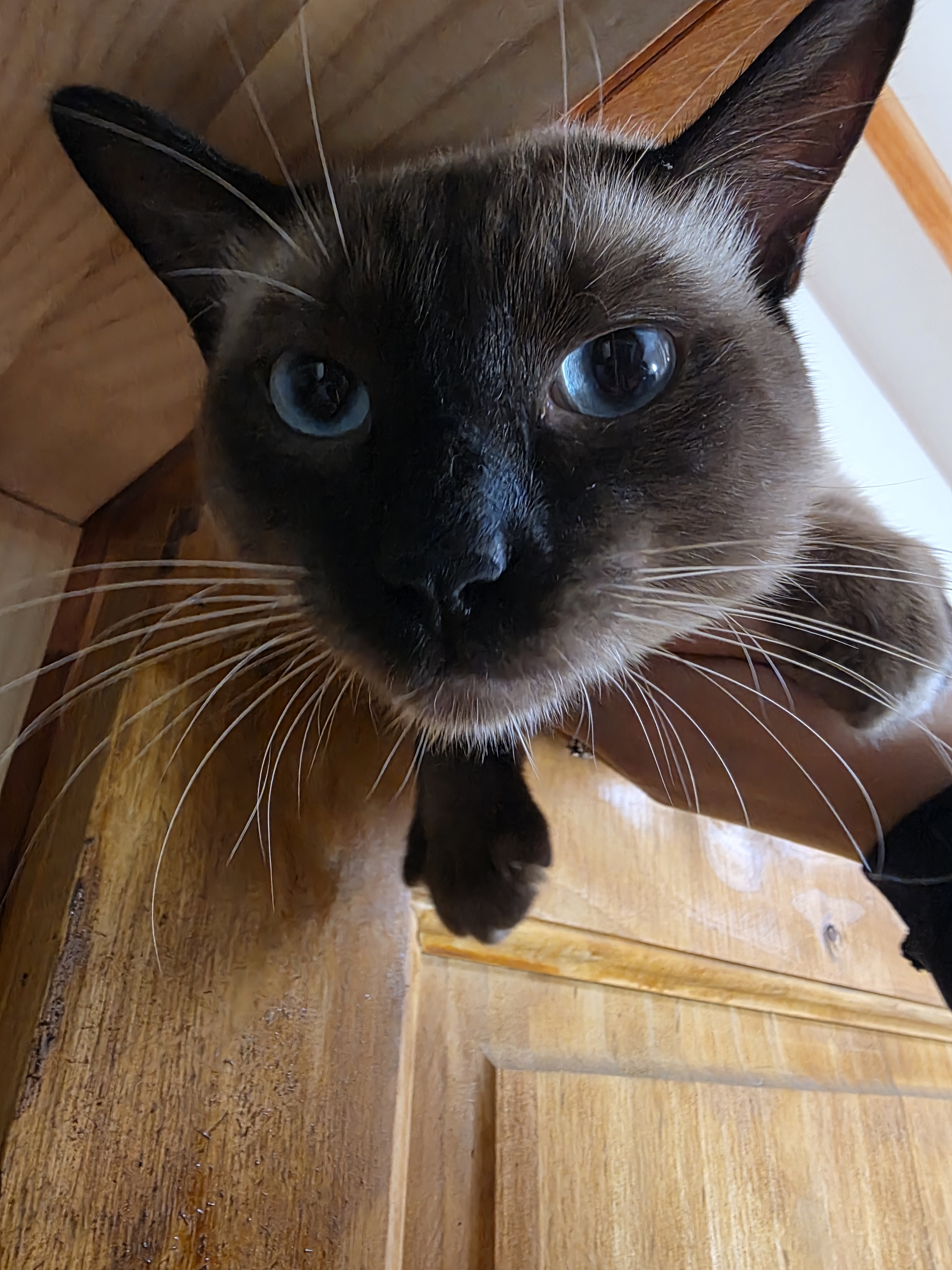 Gerente Felino 2